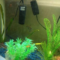 Fish Tank Decore