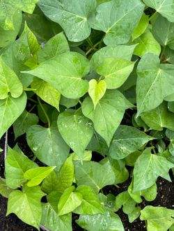 Plant-Sweet Potato Slips