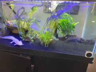 Fishtank