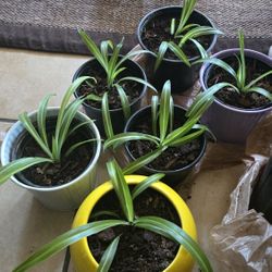 Spider Plant