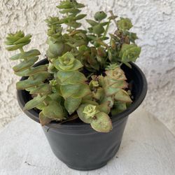 6 Inch Pot Succulent Plant - Crassula Perforata  - String of Buttons - Established Plant - Drought Resistant - 🪴