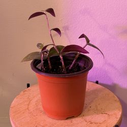 Tradescantia Chrysophylla “Baby Bunny Belly” House Plant