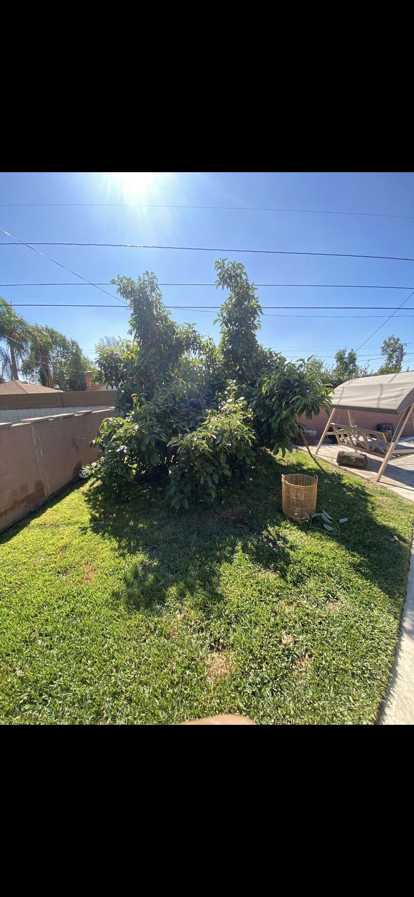 Avocado Tree Trimming Trims