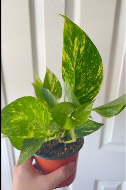 Golden Pothos