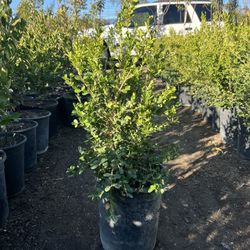 5 Gallon Boxwood