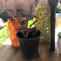 Purple Heart Plant one Gallon Pot