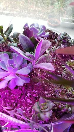 50 varieties of succulents