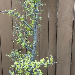 Tall succulents plant mature old for bonsai,