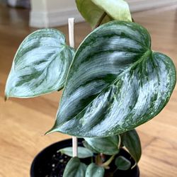 Rare Philodendron Sodiroi Plant / Free Delivery Available 