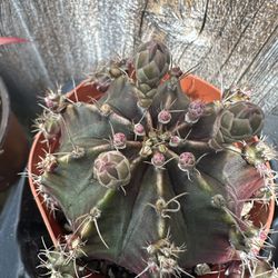 Cactus - Gymnocalycium