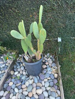 Large Prickly Pear Cactus (Opuntia) – Established Mature Cactus in Nursery Pot – Unique Desert Plant for Sale  Beautiful large Prickly Pear Cactus, al
