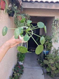 Pilea Chinese Money Plant $18