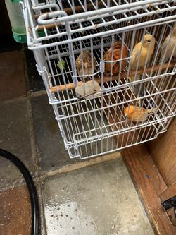 Jaula Para Pajaros/bird Cage 