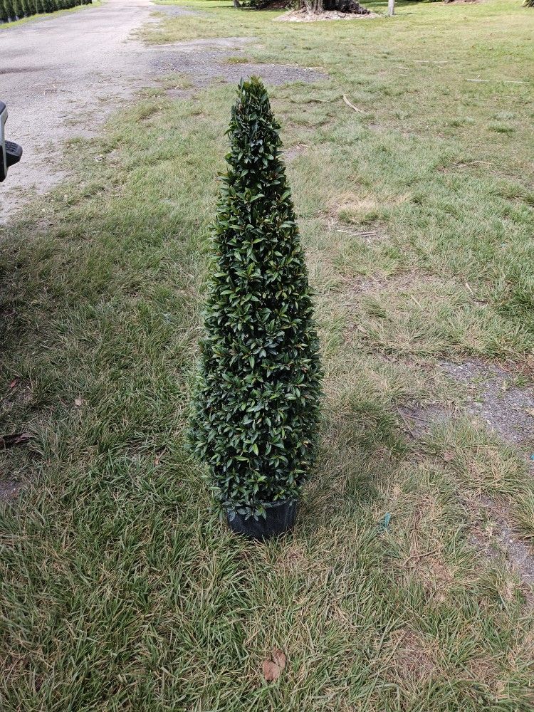 Topiary Cone Staring  $30