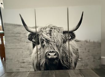 Highland cow wall art