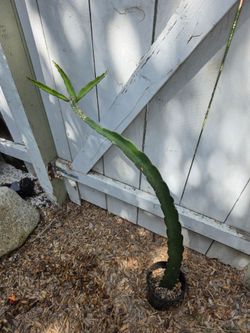 "Voodoo Child" dragon fruit