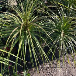 Ponytail Palm