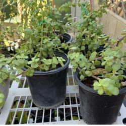 Elephant Food Plants or Abundance Plants: $30 per 5 Gallons, $10 per Gallon