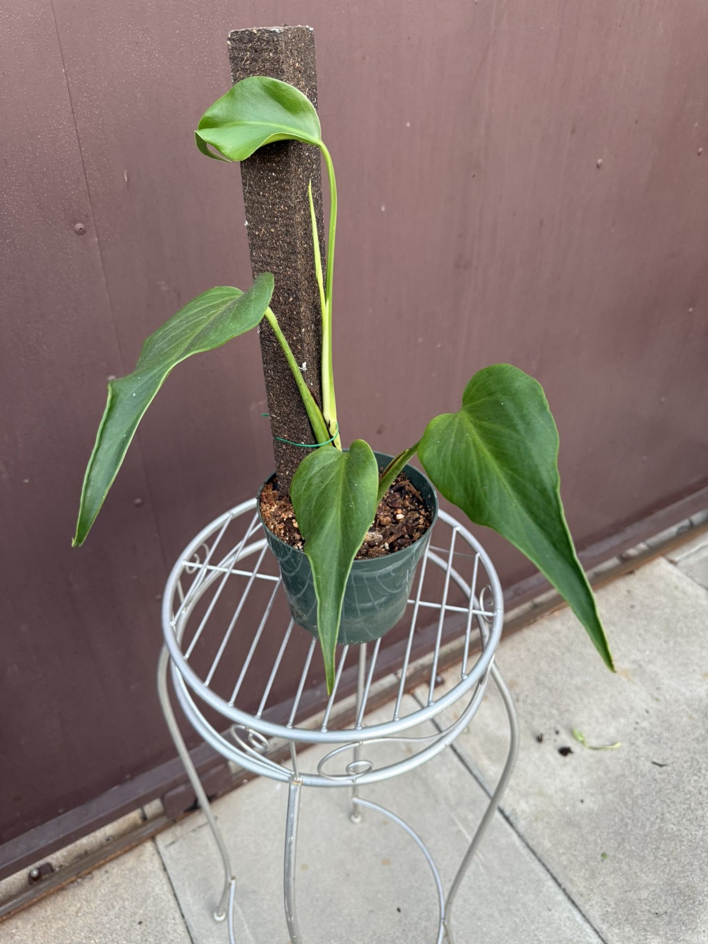 6 Monstera Burle Marx Flame