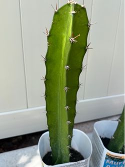 PRICKLY🌵 CACTUS 🌵