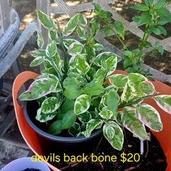 Live Plants For Sale