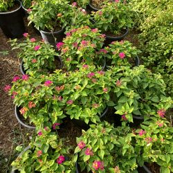 Lantana 5 Gallons For Sale 