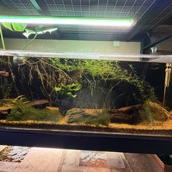 Acrylic fish tank 55 gallons