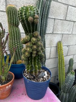 Cactus 🌵 Echinopsis