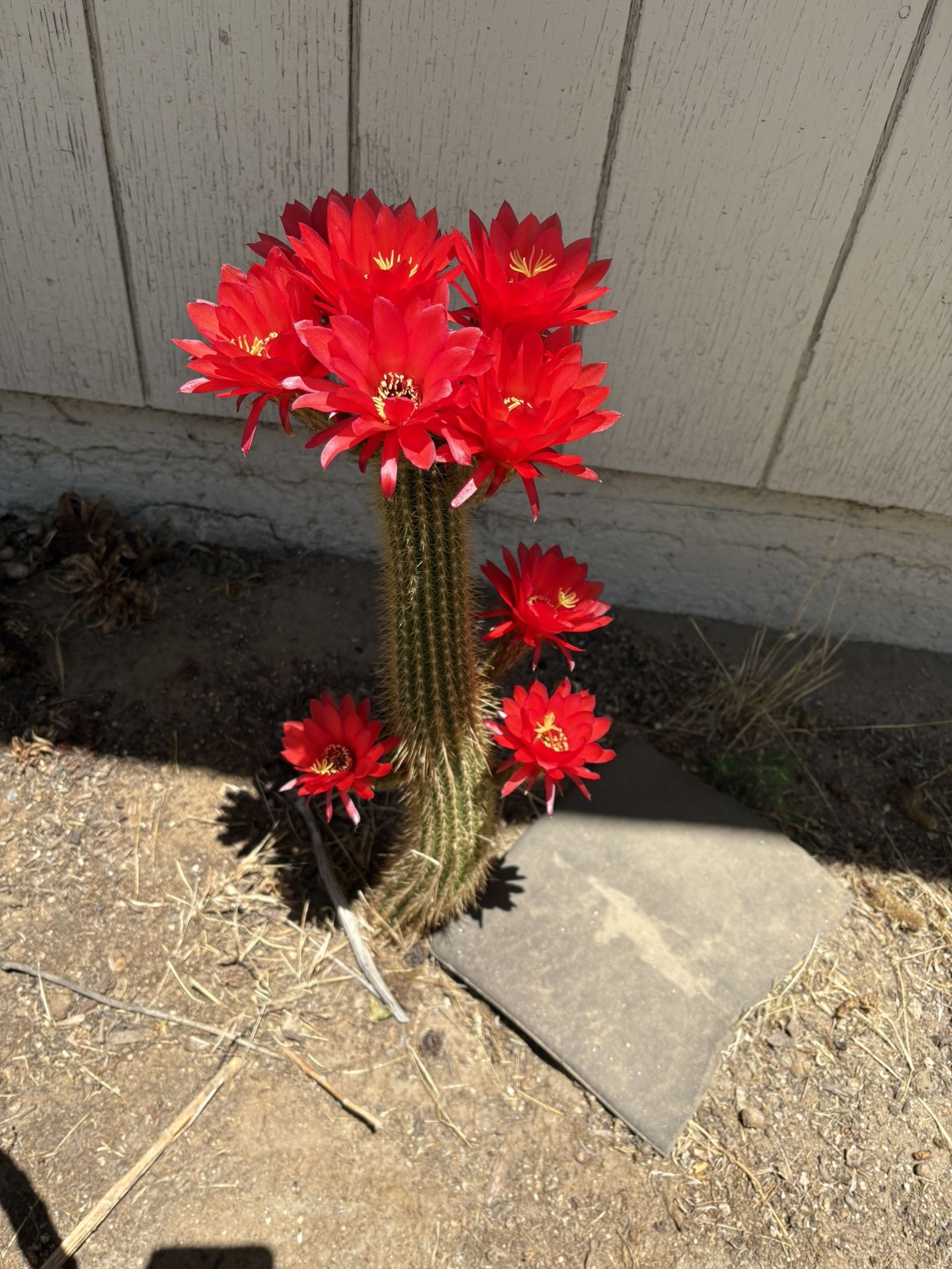 Bonito Cactus 
