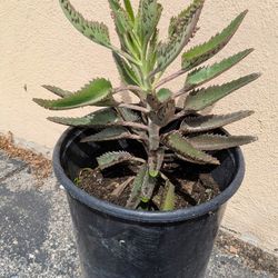 Large Mother Of Thousands Plant 