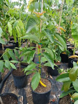 Marcus pumpkin avocado 3 gallon