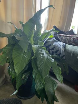 Spathiphyllum wallisii Plant 