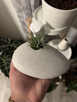 Air Plant Holder
