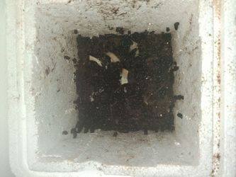 ​"Aquarium Cleanup Crew - Malaysian Trumpet Snails"
​"Live Freshwater Fishing Bait (MTS Snails)"
​"Natural Substrate Aerators for Fish Tanks"