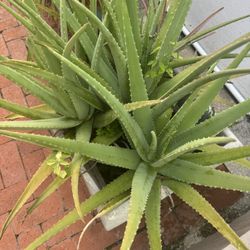 Aloe Vera (Sábila)  Plant Organic No GMO