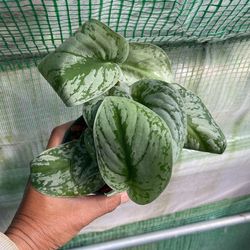 Scindapsus Exotica Plant