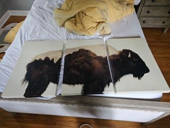 Buffalo Wall Art (Canvas)