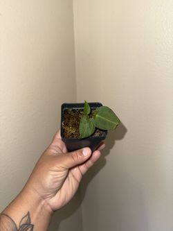 Anthurium Forgetti x Mag