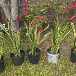 Plant Snake Gold  Live 36" 