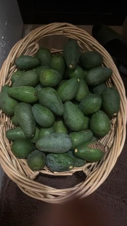 Avocados
