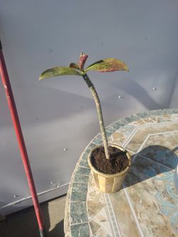 African milk bush plant