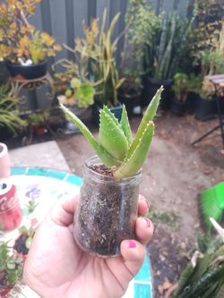 Plant mini spaki aloe vera glass jar