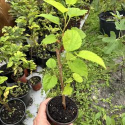 Mulberry Plant With Fruits 