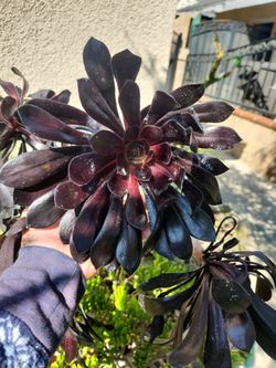 Black rose plant