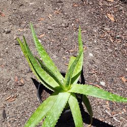 Aloe Plant (1 Gallon)
