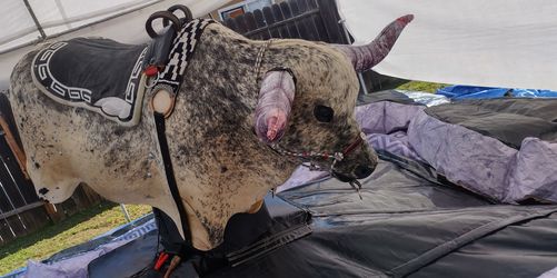 Bull