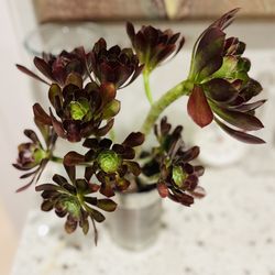 Gorgeous Purple Rose Aeonium Succulents Live Healthy Plant Indoor Outdoor Home Office Window Decor Gift Favor 