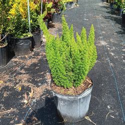Foxtail Fern And Golden Rain Croton Plants 3 Gallons 
