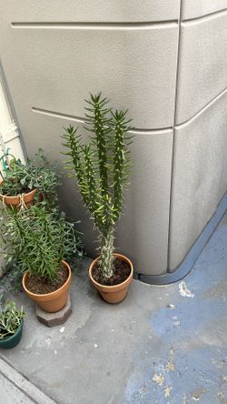 Needle cactus live
