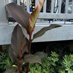 Potted plants for sale starting at $4, canna, hosta, citronella & sedum&cleome